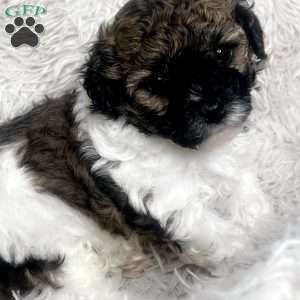 Aries, Maltipoo Puppy