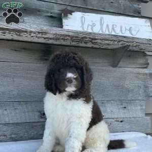 Leo, Newfypoo Puppy