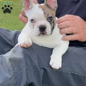 Jinger, French Bulldog Puppy