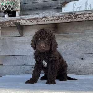 Cooper, Newfypoo Puppy