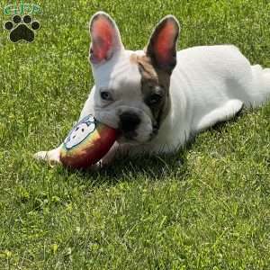 Jinger, French Bulldog Puppy
