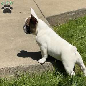 Jinger, French Bulldog Puppy