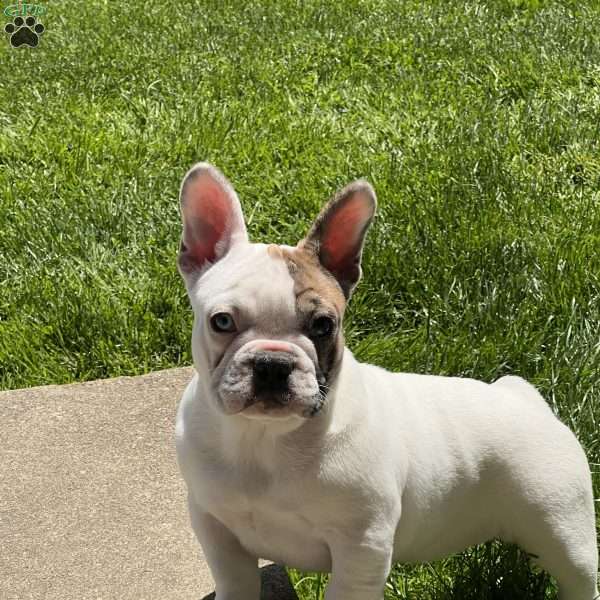 Jinger, French Bulldog Puppy