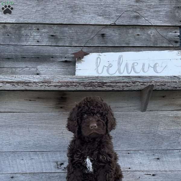 Cooper, Newfypoo Puppy