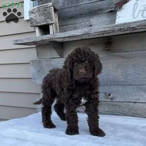 Cooper, Newfypoo Puppy