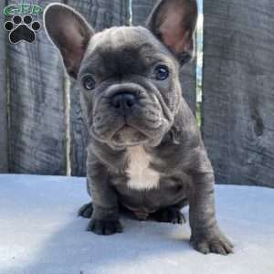 Dice, French Bulldog Puppy