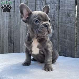Dice, French Bulldog Puppy