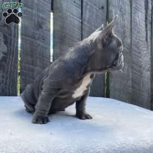 Dice, French Bulldog Puppy