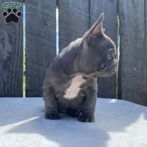 Dice, French Bulldog Puppy