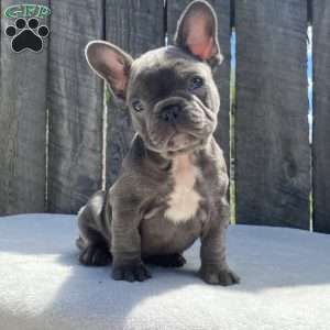 Dice, French Bulldog Puppy