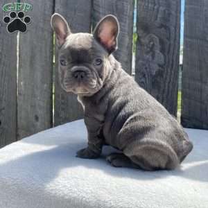 Dice, French Bulldog Puppy