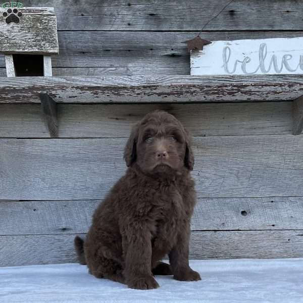 Max, Newfypoo Puppy