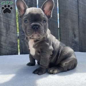 Dice, French Bulldog Puppy
