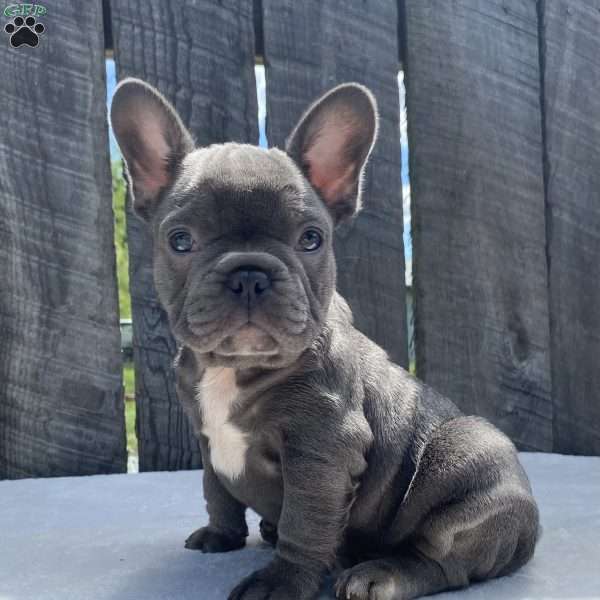 Dice, French Bulldog Puppy