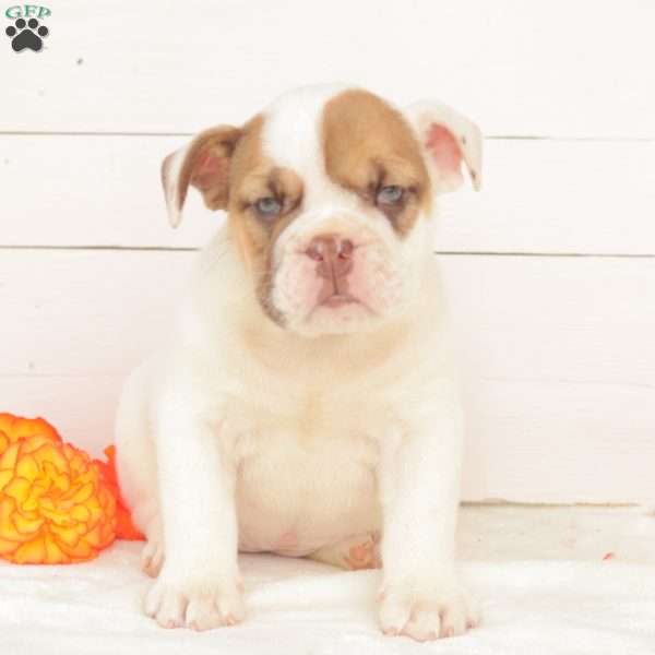 Miss Tatertot, English Bulldog Puppy