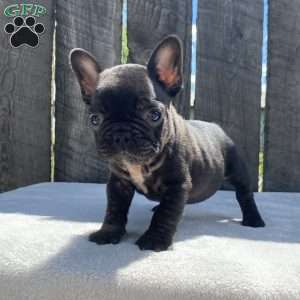 Drake, French Bulldog Puppy