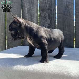 Drake, French Bulldog Puppy