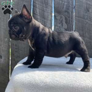 Drake, French Bulldog Puppy