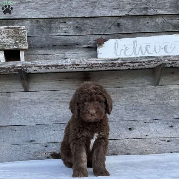 Daisy, Newfypoo Puppy