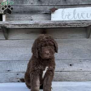 Daisy, Newfypoo Puppy