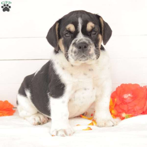Miss Truffles, English Bulldog Puppy