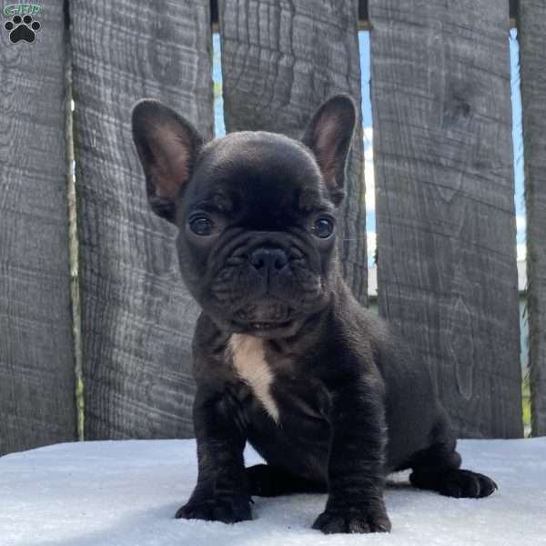 Drake, French Bulldog Puppy
