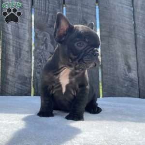 Drake, French Bulldog Puppy