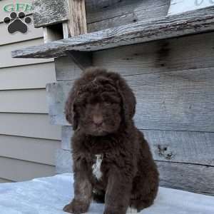 Daisy, Newfypoo Puppy