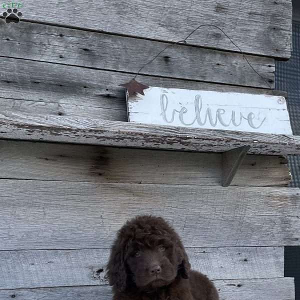 Mia, Newfypoo Puppy