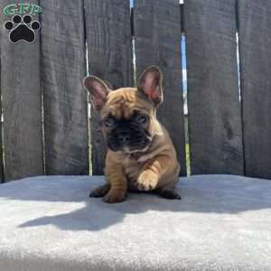 Sandy, French Bulldog Puppy