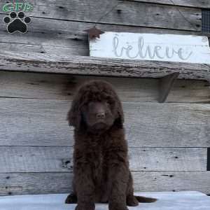 Mia, Newfypoo Puppy