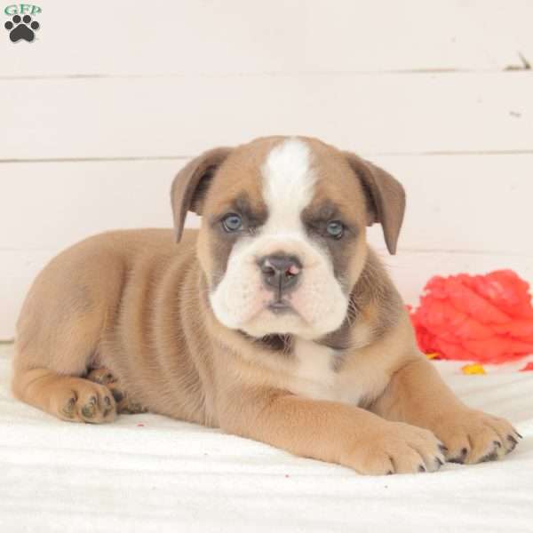 Mr. T-Bone, English Bulldog Puppy