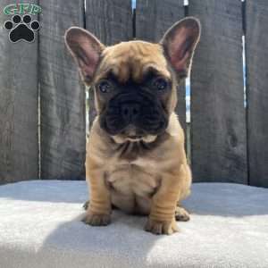 Sandy, French Bulldog Puppy