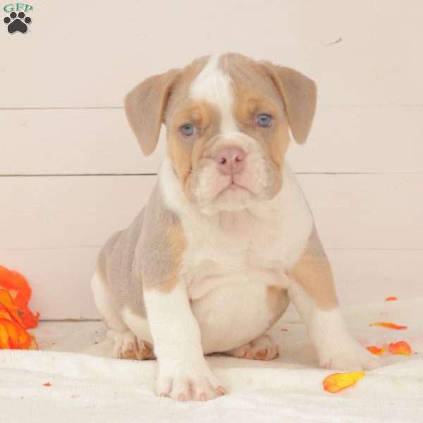 Mr. Pepperoni, English Bulldog Puppy