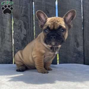 Sandy, French Bulldog Puppy