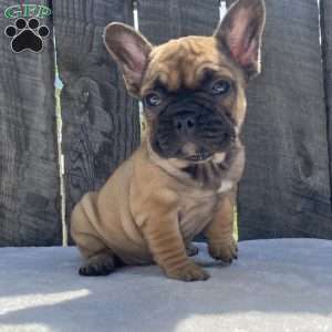 Sandy, French Bulldog Puppy