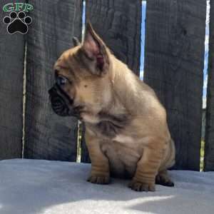Sandy, French Bulldog Puppy
