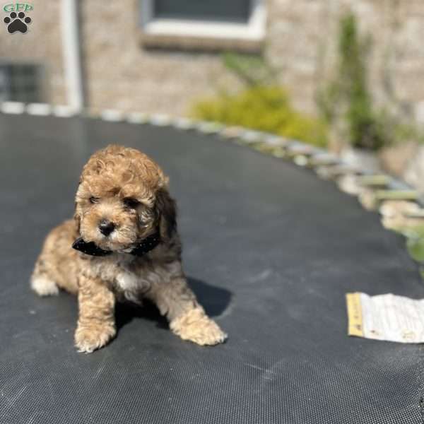 Max, Yorkie Poo Puppy