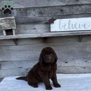 Mia, Newfypoo Puppy