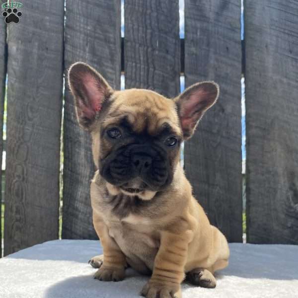 Sandy, French Bulldog Puppy