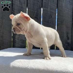 Deisel, French Bulldog Puppy