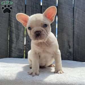 Deisel, French Bulldog Puppy