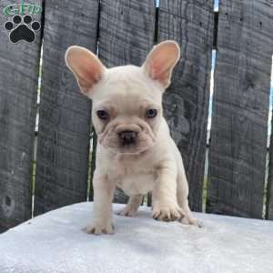Deisel, French Bulldog Puppy