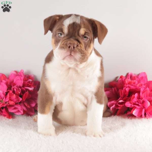 Miss Chocoholic, English Bulldog Puppy