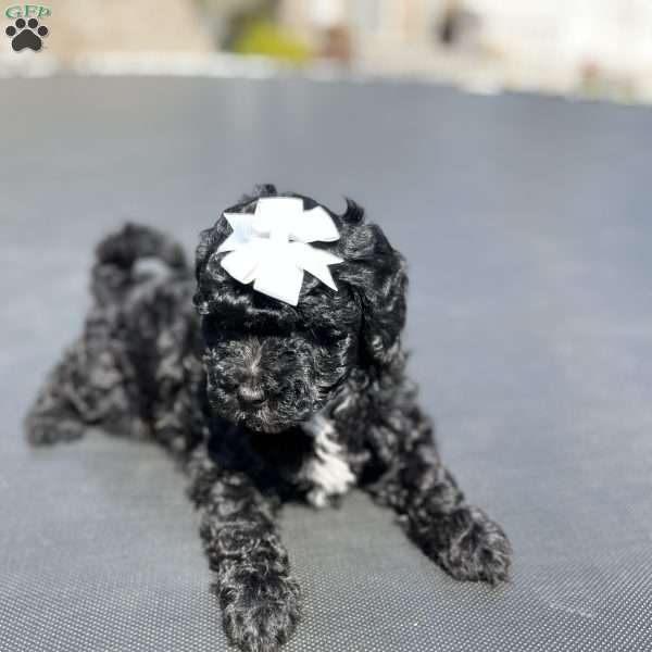 Mini, Yorkie Poo Puppy