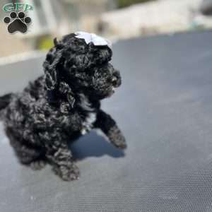 Mini, Yorkie Poo Puppy