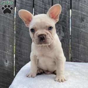 Deisel, French Bulldog Puppy