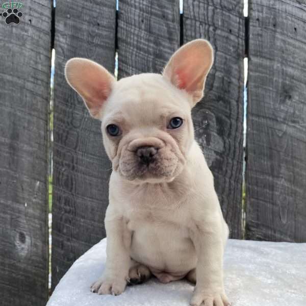 Deisel, French Bulldog Puppy