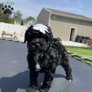 Mini, Yorkie Poo Puppy