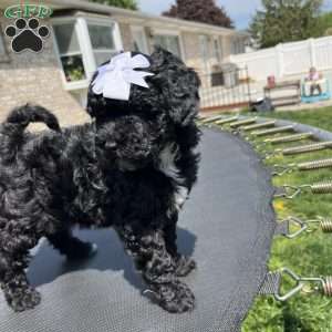 Mini, Yorkie Poo Puppy
